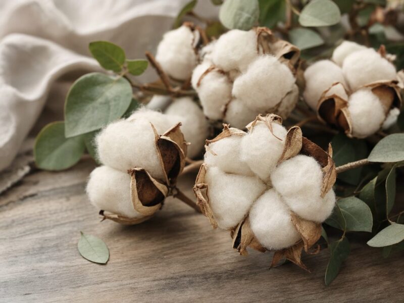 Raw organic cotton bolls on a wooden surface